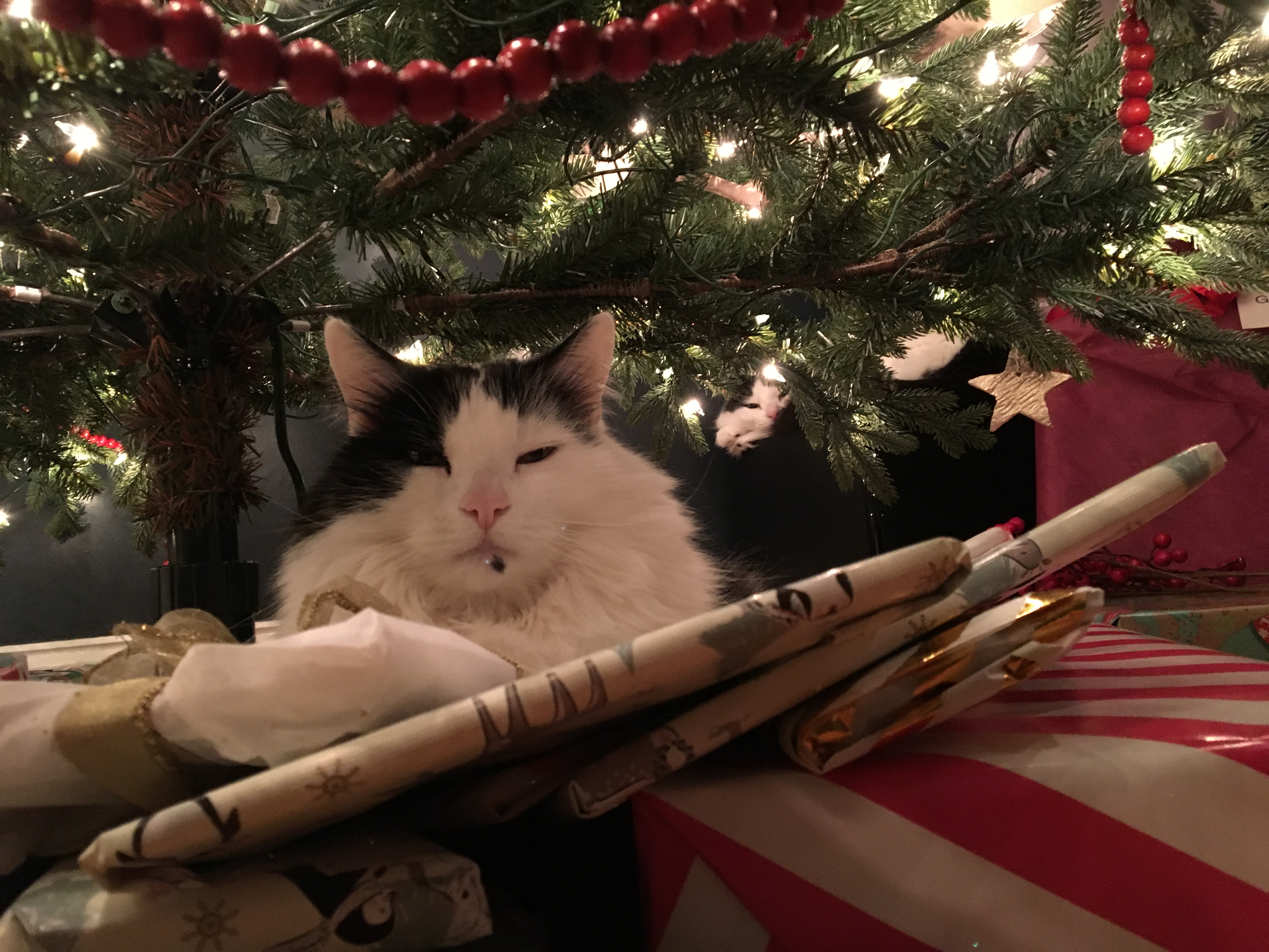 Our cats, Maggie and Jake, under the Christmas tree.