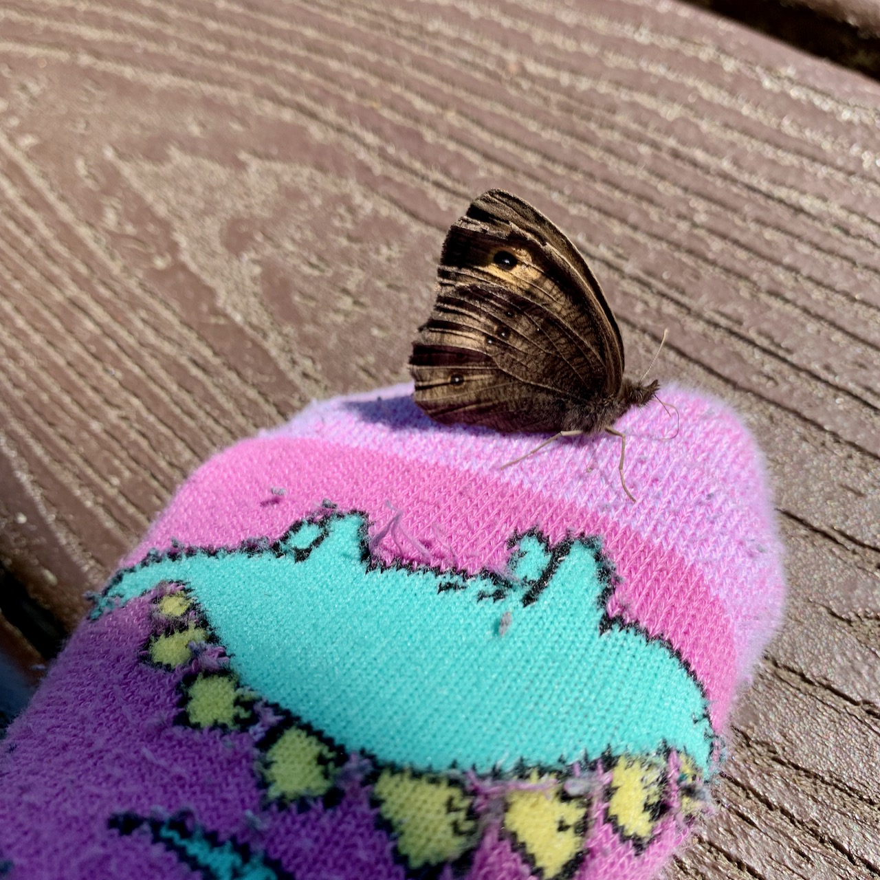 Moth on a sock
