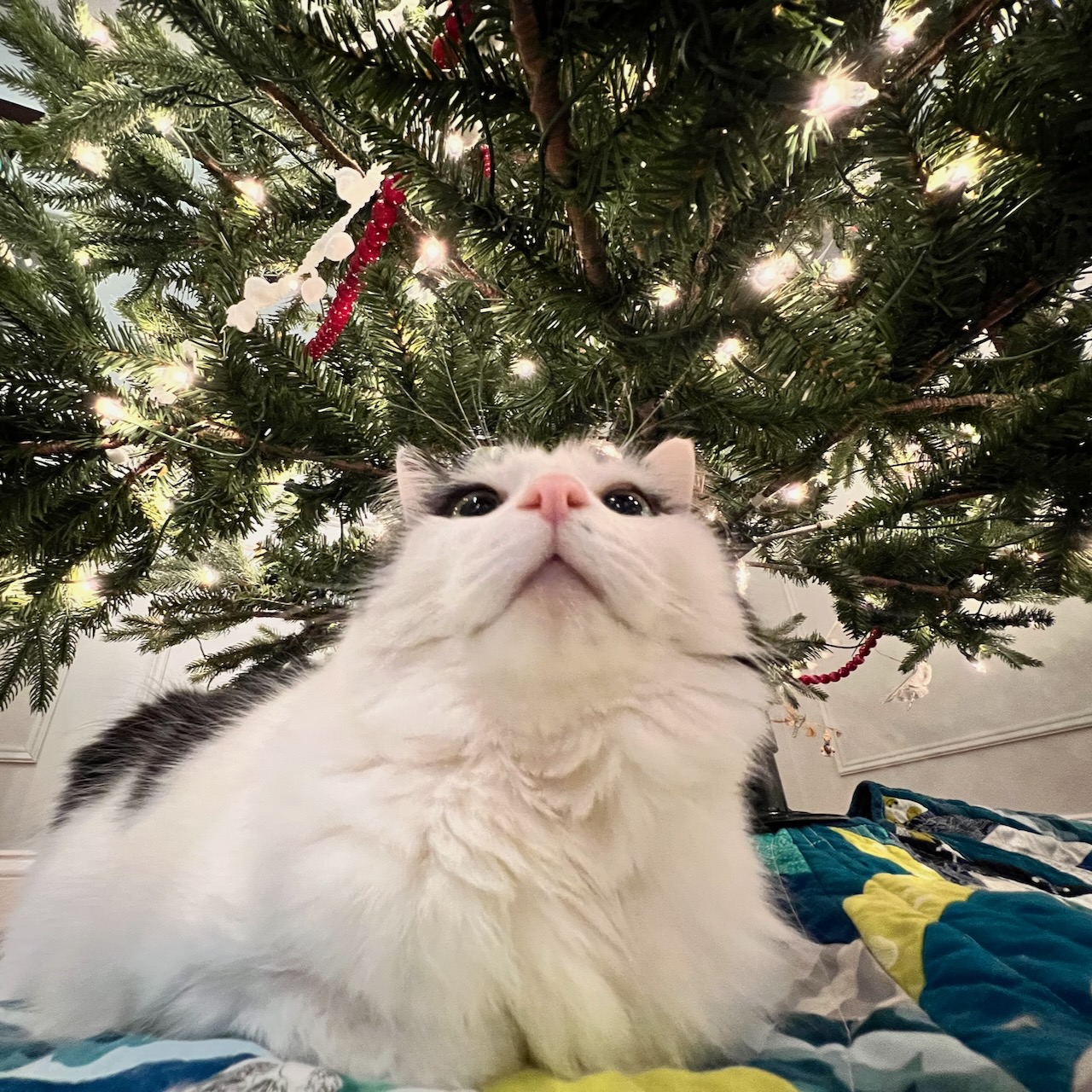 Maggie under the Christmas tree
