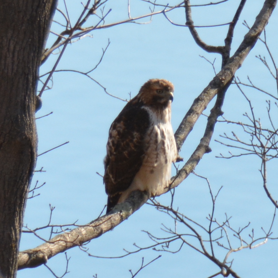 a hawk in a tree in our backyard