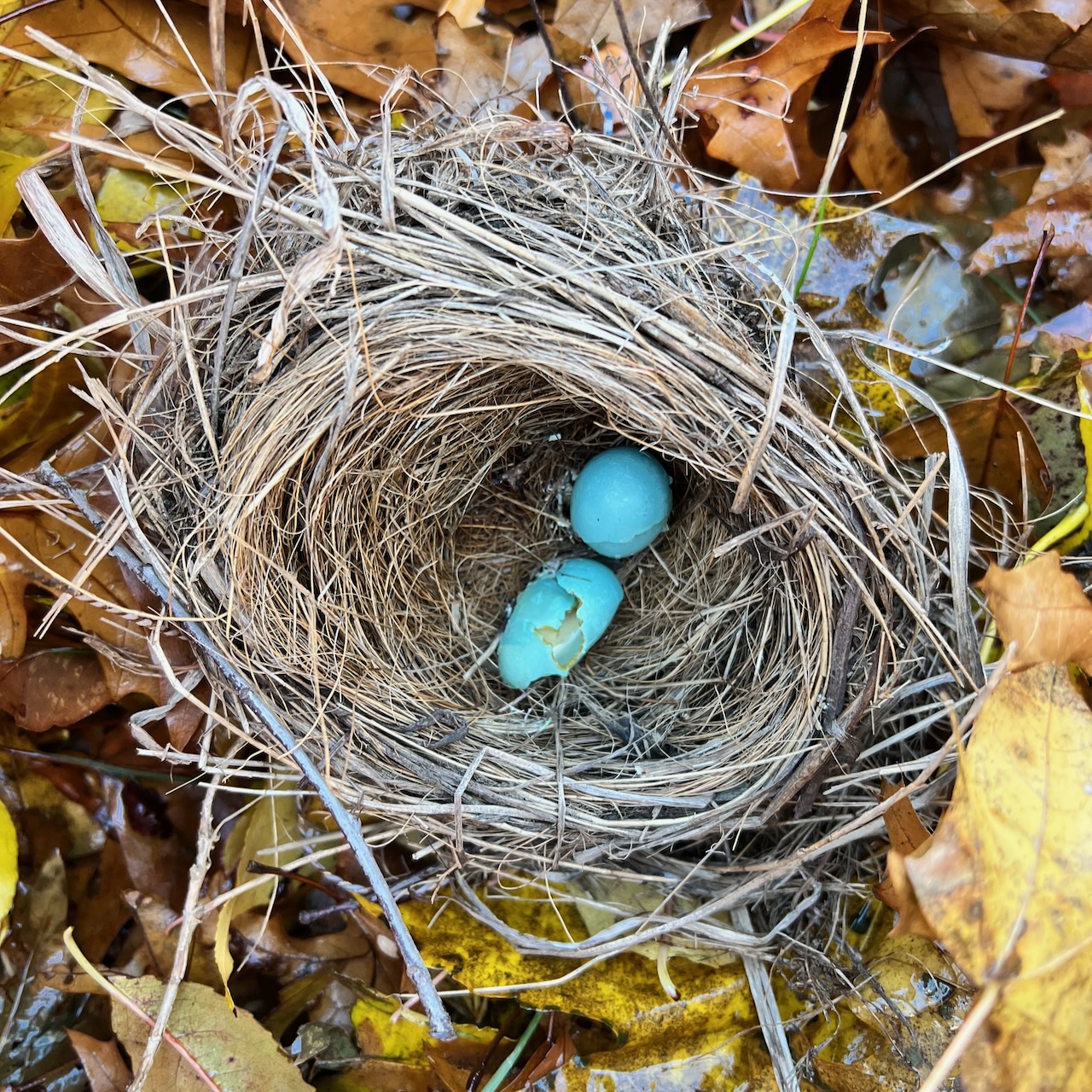 A bird’s nest with broken eggs on top of a pile of leaves.